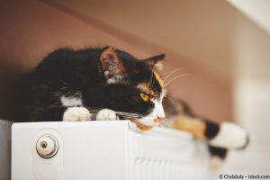 Katze genießt neue Heizung